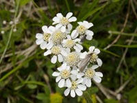Moschus-Schafgarbe